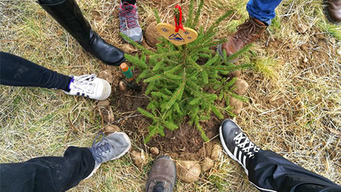 Musala Soft Forest is growing near Sofia